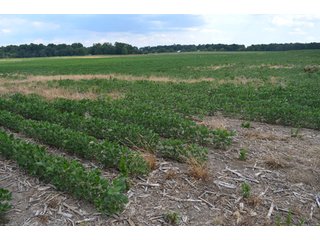 Property photo 8 - 41 +/- Acres Offered in 2 Tracts - Tillable Land & Building Site